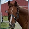 rodeogirl1129